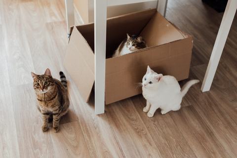 Кошки и коробки