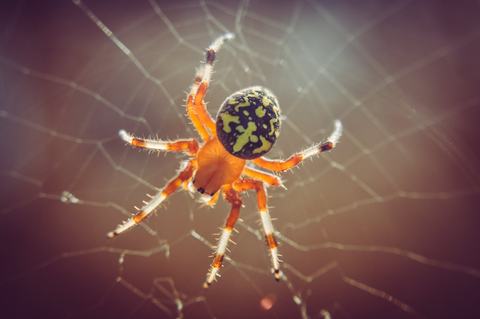 close up photo of spider