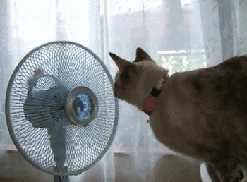 Кот и вентилятор