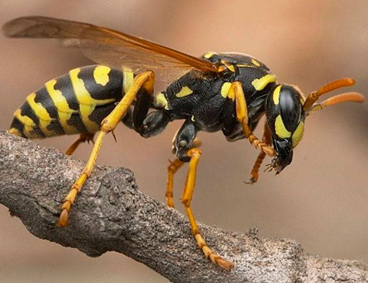 Что нужно знать про укус осы