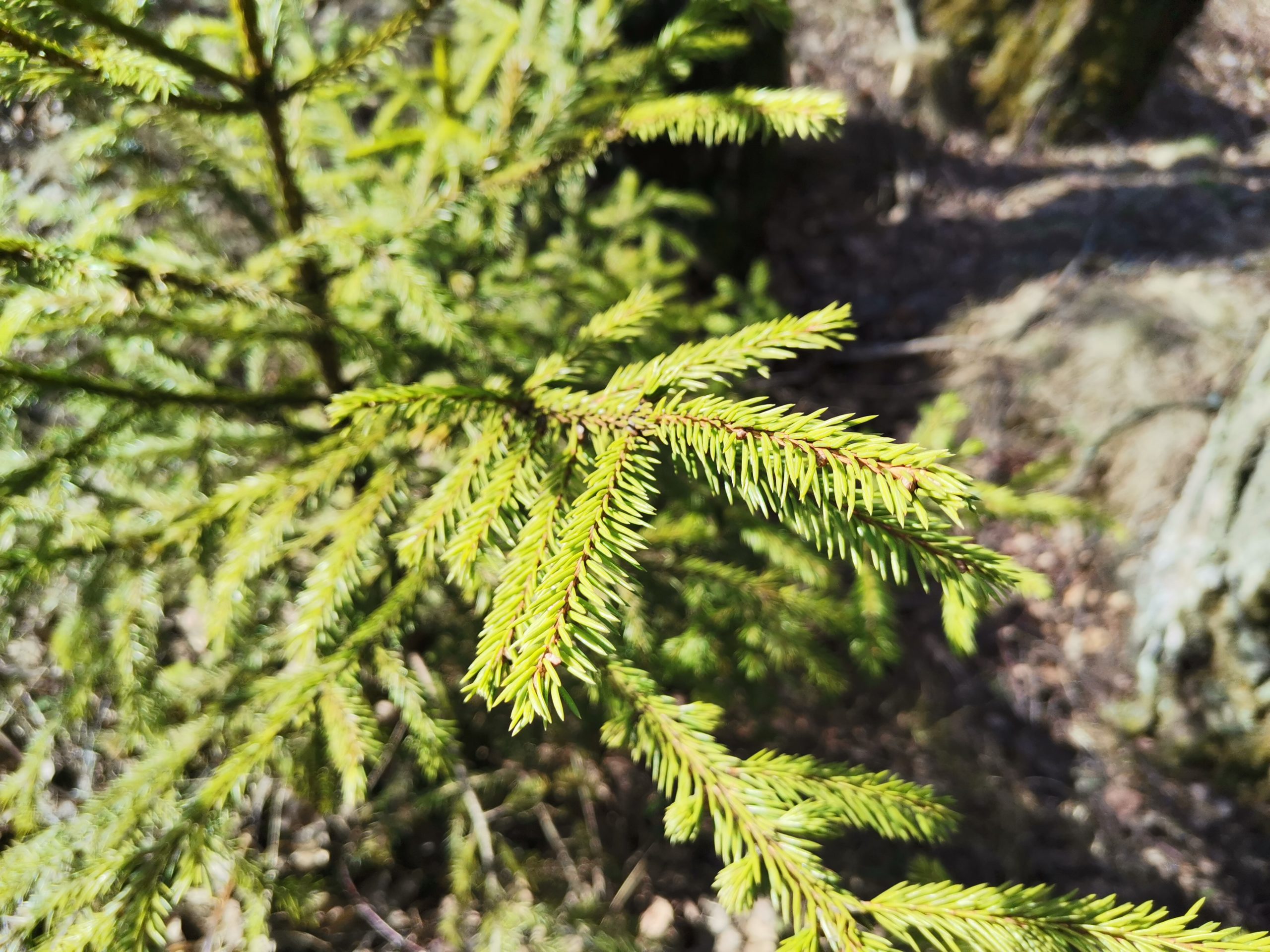 Фото Huawei P40 Lite