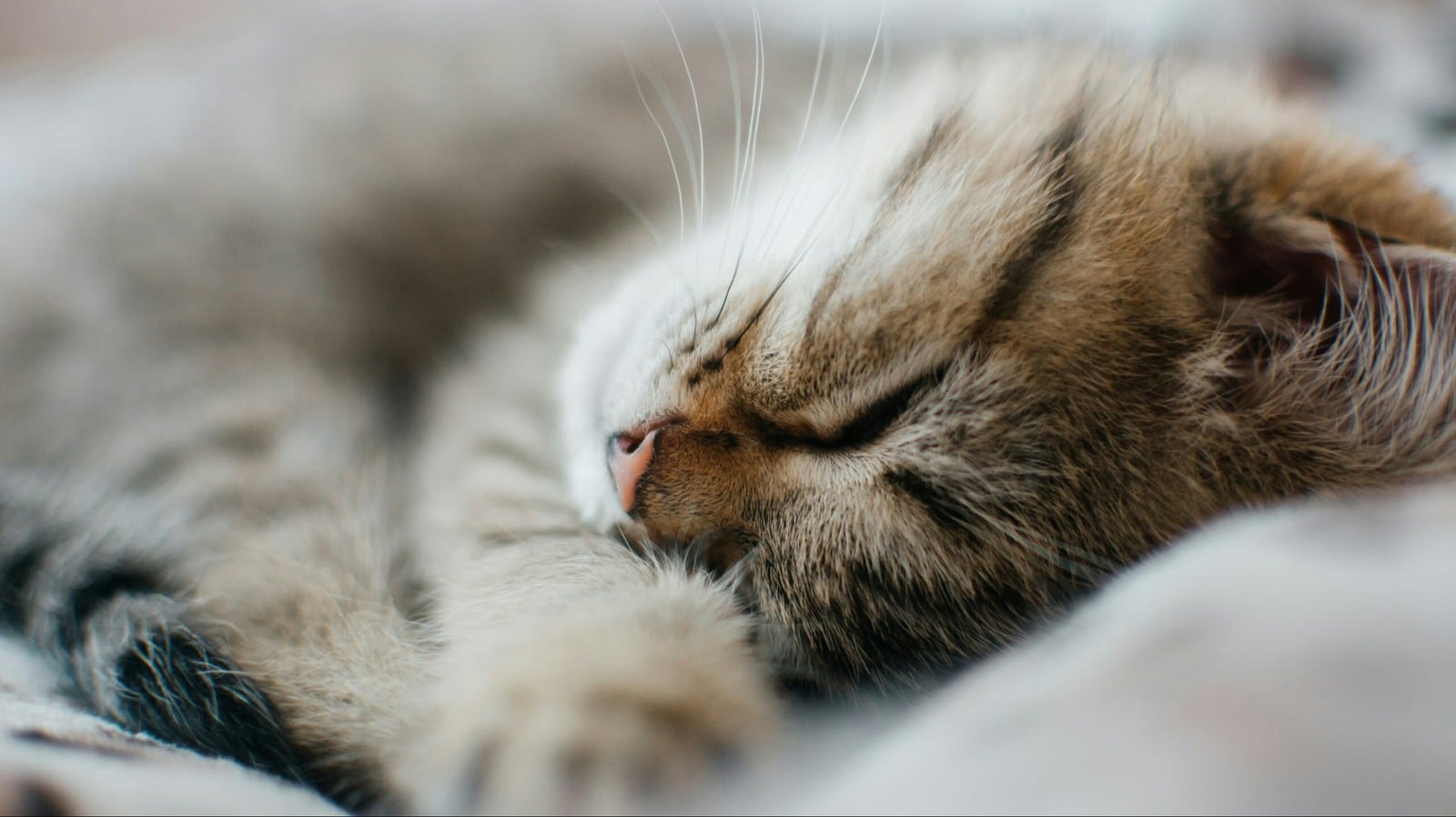 Как правильно выбрать пружинный матрас