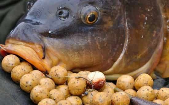 Снасть волос для карповой рыбалки