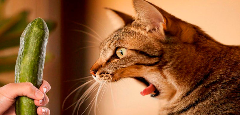 Кот и огурец