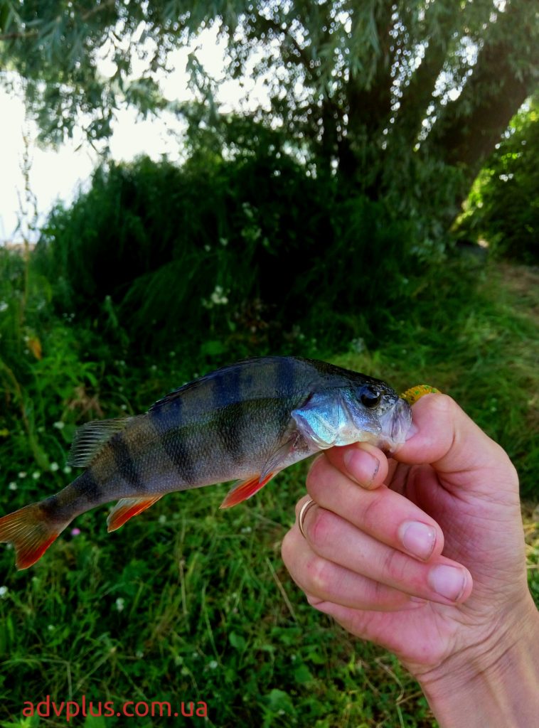 Верблюжий залив на Оболони