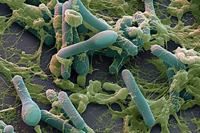 Вспышка ботулизма в Украине