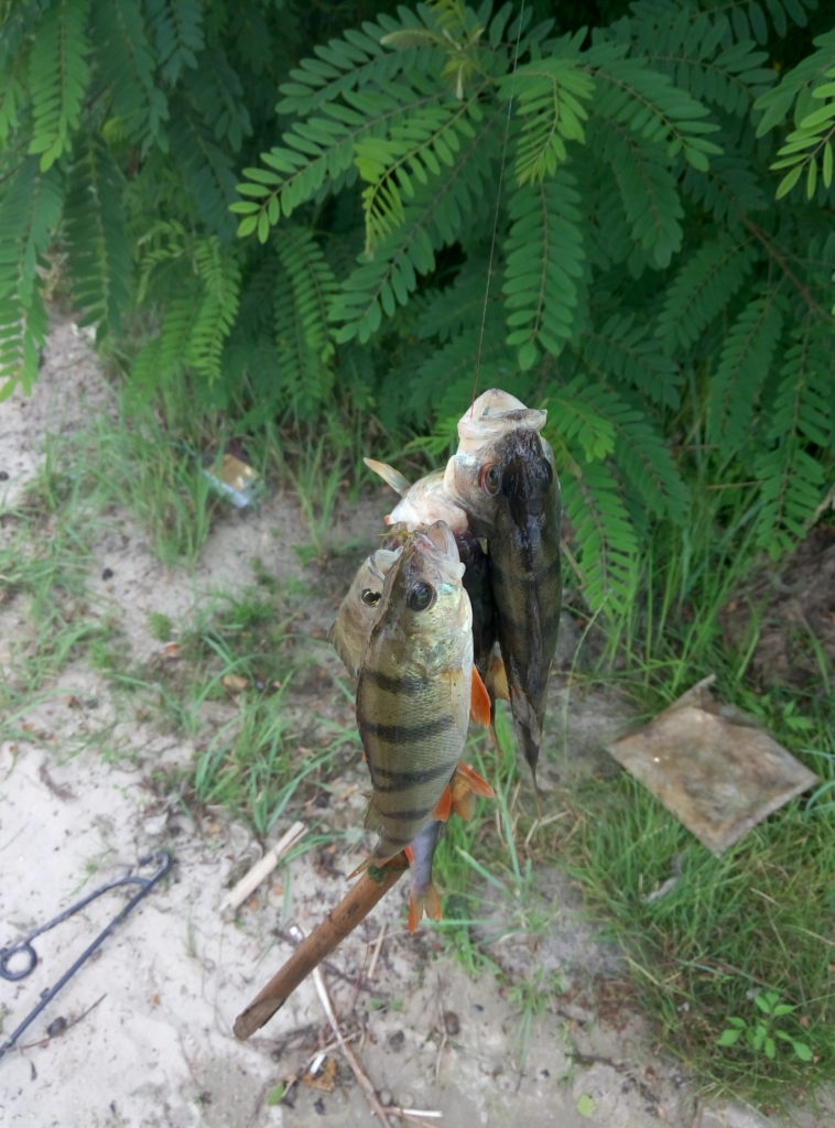 Этих окуней мы поймали в Киеве на Десенке