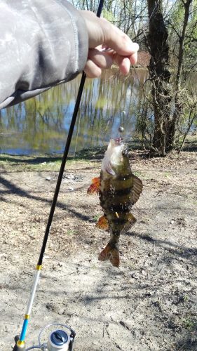 Окунь на съедобный силикон