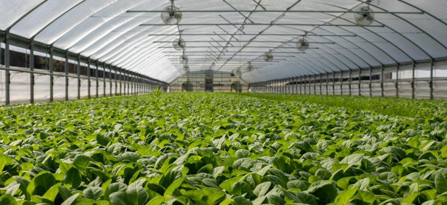 Explore a vibrant indoor greenhouse filled with fresh green plants ready for harvest.